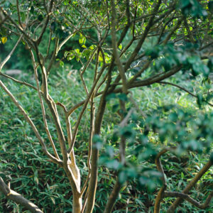 Wonderful Wood